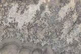 Triassic Aged Stromatolite Fossil - England #211714-1
